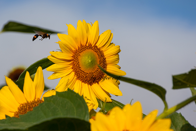 DSC_3870向日葵と黒の蜂.jpg